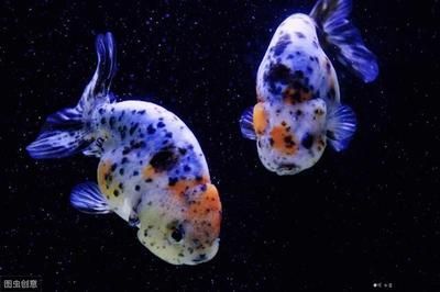 張掖水族館vs祥龍魚場（張掖市甘州區鑫水灣水族館和祥龍魚場各有特色）