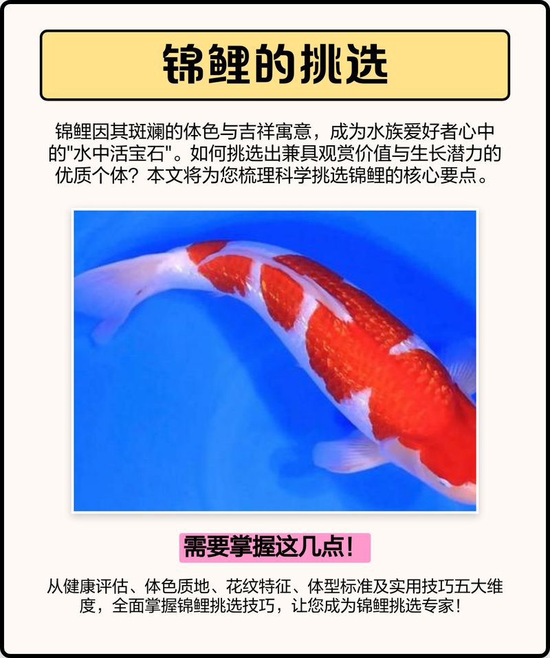 丹三錦鯉的評判標(biāo)準(zhǔn)有哪些，丹三錦鯉的評價標(biāo)準(zhǔn)