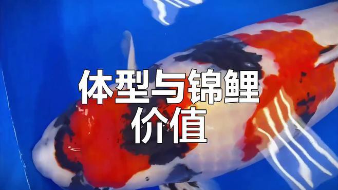 丹三錦鯉的評判標(biāo)準(zhǔn)有哪些，丹三錦鯉的評價標(biāo)準(zhǔn)