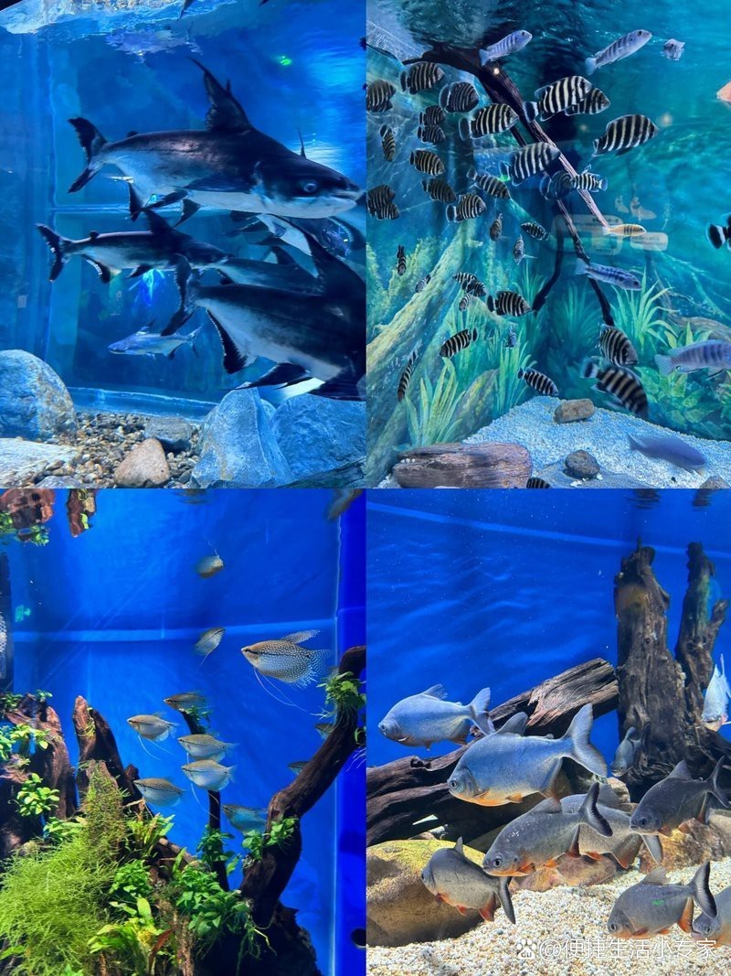 柯橋水族店，柯橋有哪些水族店淺墨水族館的聯(lián)系方式是什么