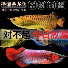 紅龍過背金龍魚的市場價值，想養條金龍魚,金龍魚的價格大概是多少