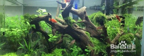 集寧區老五水族館（集寧區老五水族館電話）