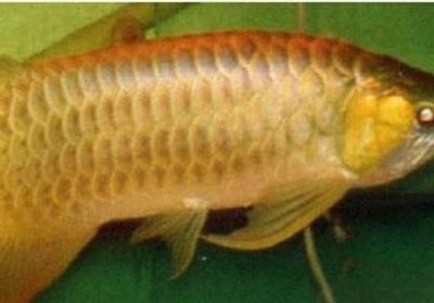 紅龍魚的壽命最長能活多少年啊：紅龍魚的壽命受到多種因素影響