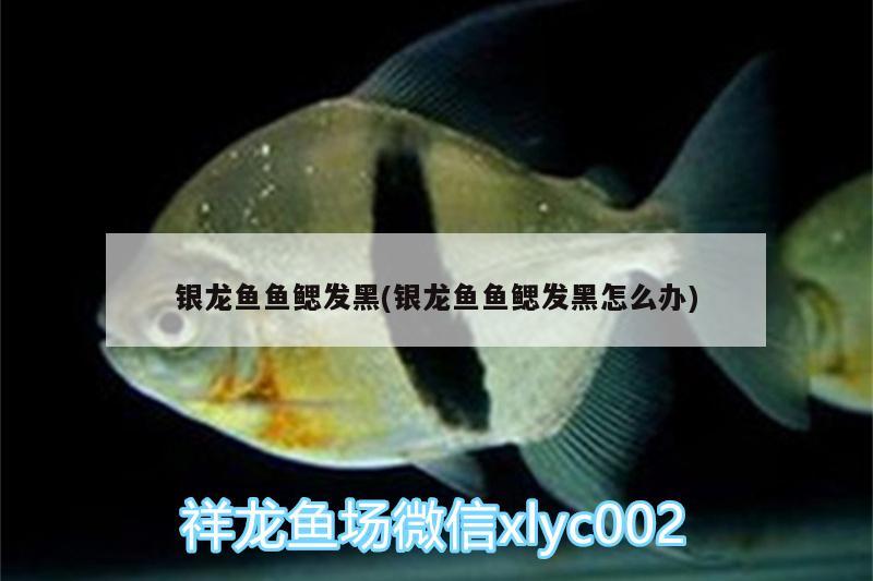 銀龍魚魚鰓發黑(銀龍魚魚鰓發黑怎么辦)