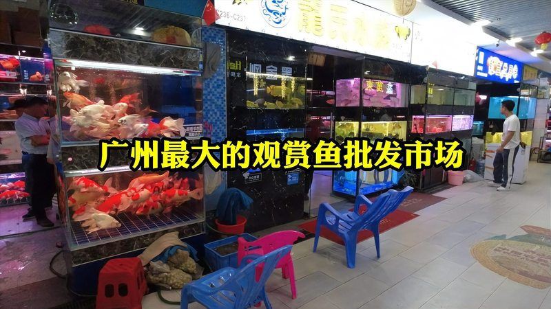最大魚餌批發市場，中國規模最大的魚餌批發市場