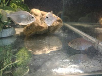 淡水白鯧養在魚缸怎么養