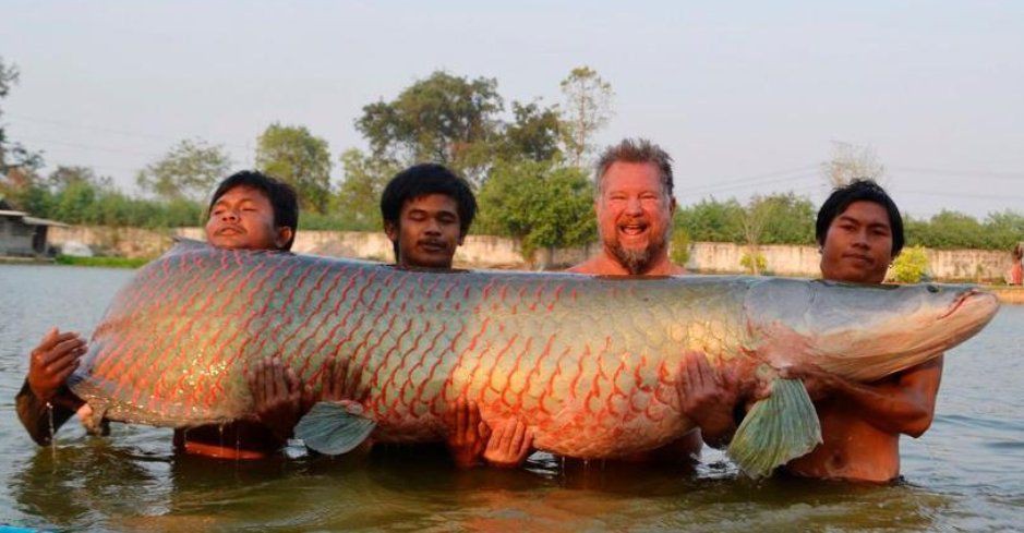 巨骨舌魚最大能長到多少米，世界最大淡水魚最大能長多大,網(wǎng)友：快打死它們,快打死它們 巨骨舌魚最大能長到多少米，世界最大淡水魚最大能長多大,網(wǎng)友：快打死它們,快打死它們 龍魚百科 第5張