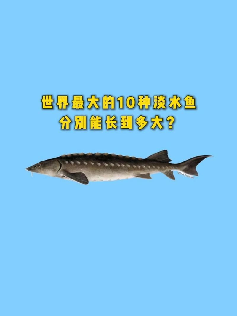 巨骨舌魚最大能長到多少米，世界最大淡水魚最大能長多大,網(wǎng)友：快打死它們,快打死它們 巨骨舌魚最大能長到多少米，世界最大淡水魚最大能長多大,網(wǎng)友：快打死它們,快打死它們 龍魚百科 第13張