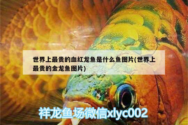 世界上最貴的血紅龍魚是什么魚圖片(世界上最貴的金龍魚圖片)