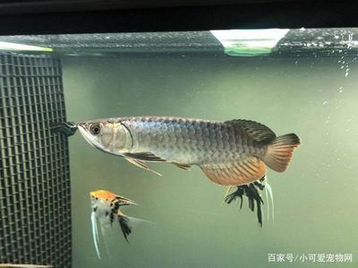 紅龍魚吃東西吐出來：紅龍魚吃東西吐出來的問題