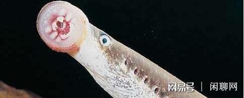 龍魚(yú)虎魚(yú)混養(yǎng)寓意什么(龍魚(yú)虎魚(yú)混養(yǎng)寓意什么呢)