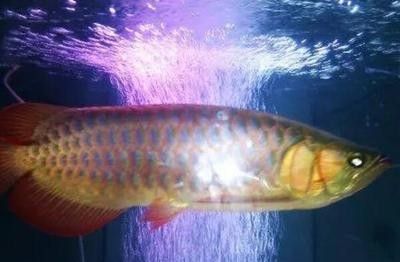 龍魚知識與喂養vs祥龍魚場:“祥龍魚場”正確認識和理解龍魚的特性對于成功養殖的重要性 vs祥龍魚場 第2張 龍魚知識與喂養vs祥龍魚場:“祥龍魚場”正確認識和理解龍魚的特性對于成功養殖的重要性 龍魚知識與喂養vs祥龍魚場:“祥龍魚場”正確認識和理解龍魚的特性對于成功養殖的重要性 vs祥龍魚場 第2張