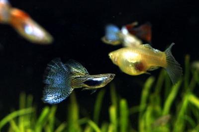 森森的水泵怎么樣