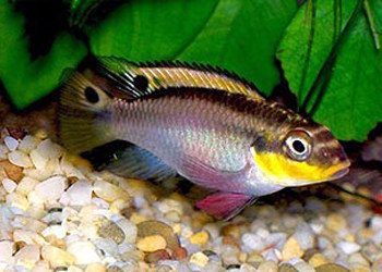 龍魚虎魚混養小時候喂什么飼料最好(虎魚吃龍魚吃的飼料嗎) 龍魚虎魚混養小時候喂什么飼料最好(虎魚吃龍魚吃的飼料嗎) 虎魚百科 第2張