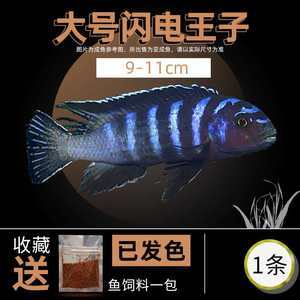 四只虎魚的幸福生活