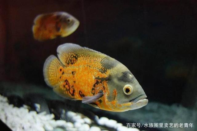紅龍魚幾年變大紅