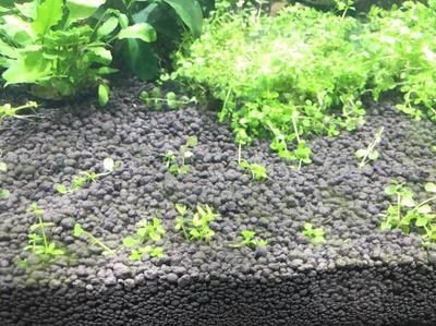 辦公桌面放魚缸風水：辦公桌面放置魚缸的風水