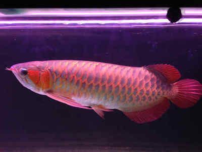 博特魚缸第三代怎么樣啊(博特水族魚缸廠在哪) 博特魚缸第三代怎么樣啊(博特水族魚缸廠在哪) 博特水族 第2張