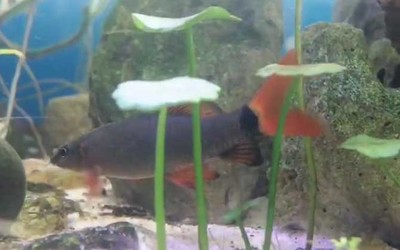 大魚缸哪里買好：大型魚缸養護技巧養護技巧養護大型魚缸養護技巧 大魚缸哪里買好：大型魚缸養護技巧養護技巧養護大型魚缸養護技巧 魚缸百科 第2張