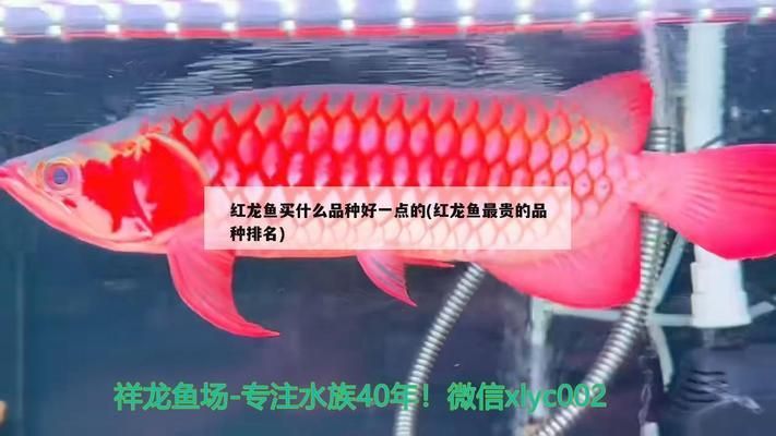 紅龍魚買什么品種好養：紅龍魚品種及其養護細節：紅龍魚飲食搭配指南