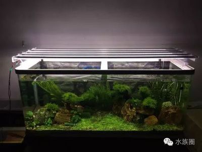 天津魚缸定做(天津魚缸定做廠家直銷) 魟魚百科 第2張 天津魚缸定做(天津魚缸定做廠家直銷) 天津魚缸定做(天津魚缸定做廠家直銷) 魟魚百科 第2張