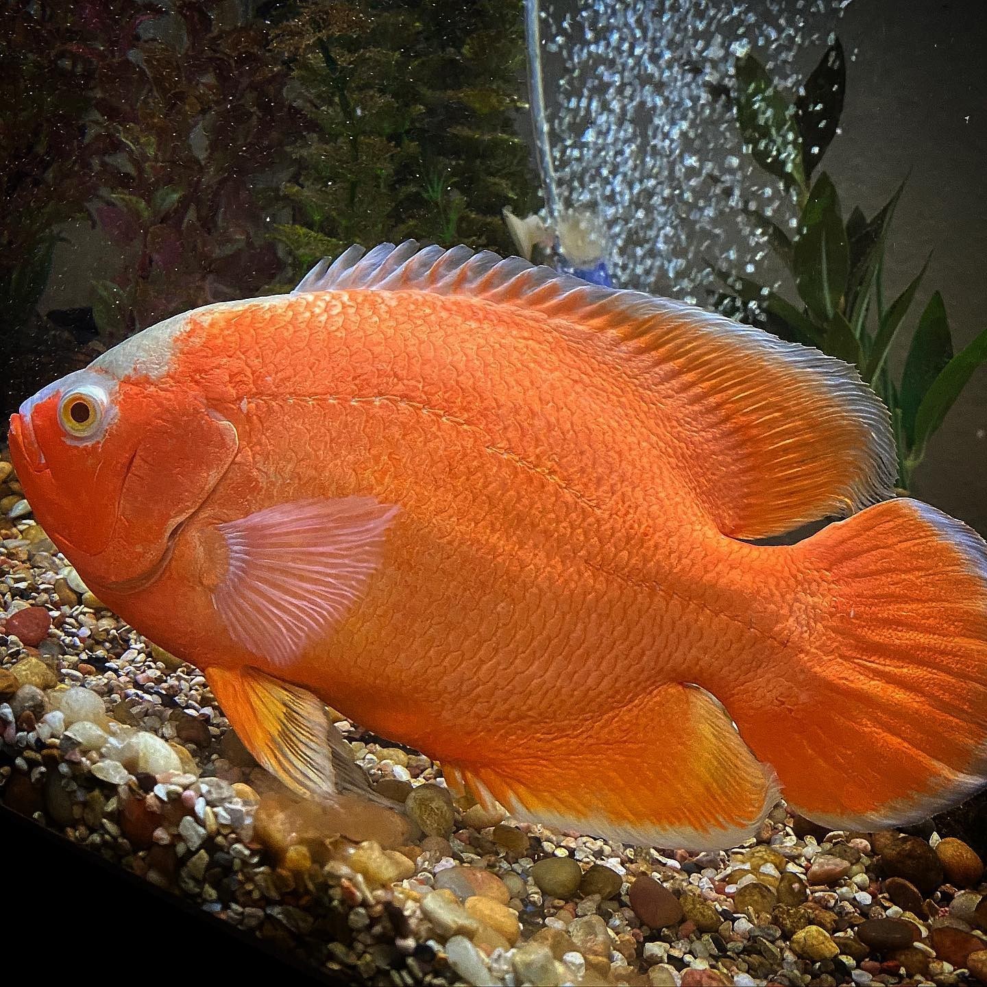 紅龍魚活餌消毒方法：紅龍魚活餌消毒方法：紅龍魚活餌鹽水消毒方法