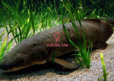 龍魚養護注意事項vs祥龍魚場：龍魚養護指南