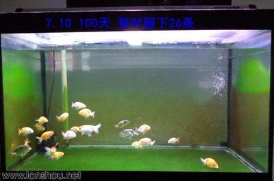 虎魚吃飼料嗎怎么喂：喂食虎魚時需要注意以下幾點，虎魚吃飼料需要注意以下幾點