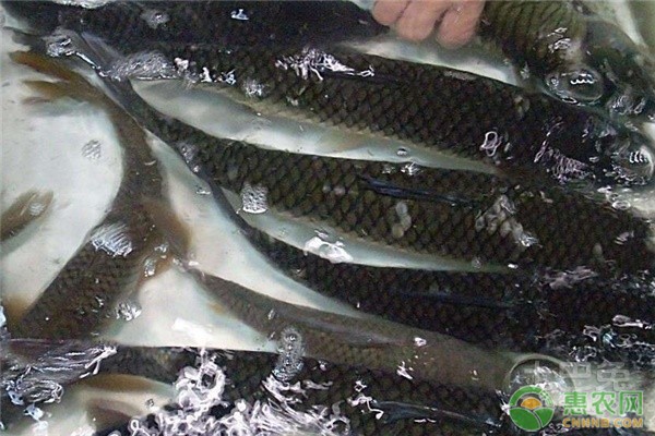 龍魚尾巴上有紅點是怎么回事兒：龍魚尾巴上出現紅點怎么辦