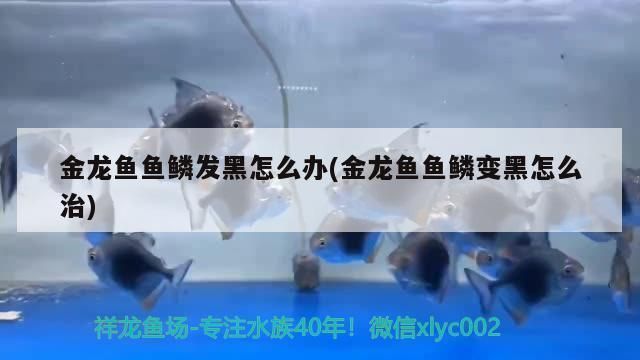 龍魚有一個鱗片發黑vs祥龍魚場：祥龍魚場的評價如何