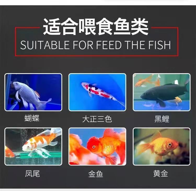 虎魚的飼養(yǎng)技術(shù)和飼養(yǎng)技巧：虎魚的飼養(yǎng)技巧