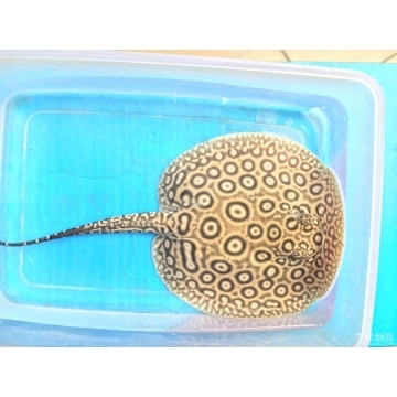 龍魚魚缸水泵流量多大好一點呢vs祥龍魚場：龍魚魚缸適宜水泵流量標準水泵選擇注意事項詳解 龍魚魚缸水泵流量多大好一點呢vs祥龍魚場：龍魚魚缸適宜水泵流量標準水泵選擇注意事項詳解 vs祥龍魚場 第1張