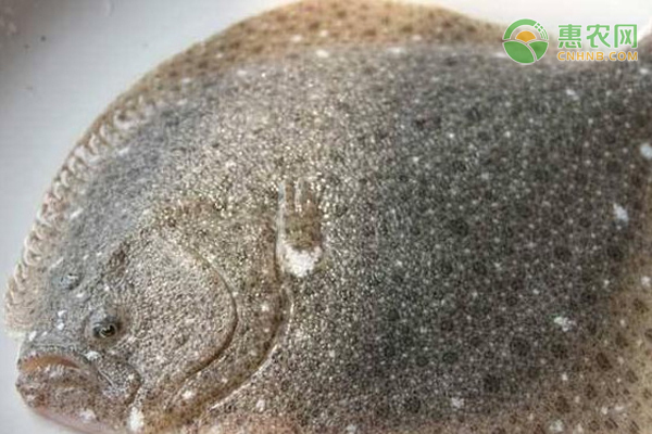 銀龍魚(yú)和金龍魚(yú)誰(shuí)貴一些(金龍魚(yú)和銀龍魚(yú)哪個(gè)更貴)