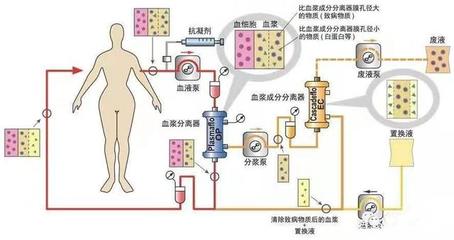 錦鯉在魚缸好養(yǎng)嗎(錦鯉適合在魚缸里養(yǎng)嗎) 錦鯉在魚缸好養(yǎng)嗎(錦鯉適合在魚缸里養(yǎng)嗎) 魟魚百科 第1張