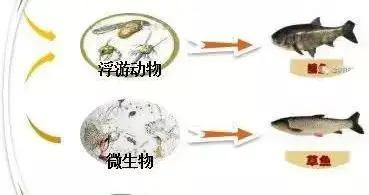 龍魚爛尾怎么辦用什么藥好得快vs祥龍魚場：如何預防龍魚爛尾