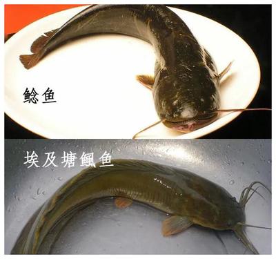 勝者為王兇不兇？