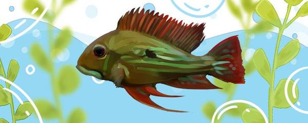 5公分泰國虎魚價格：5公分泰國虎魚價格4000元推測5公分的泰國虎魚價格