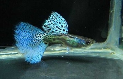 5公分泰國虎魚價格：5公分泰國虎魚價格4000元推測5公分的泰國虎魚價格