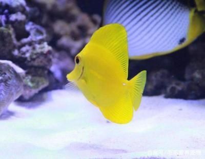 中國紅龍魚屬于國家幾級保護動物魚：關于紅龍魚在中國的保護狀況