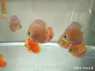銀龍魚飼養(yǎng)密度多大合適(銀龍魚飼養(yǎng)密度多大合適啊)