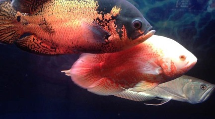 紅龍魚生長變化過程圖解:紅龍魚生長變化過程的詳細信息 紅龍魚百科 第1張 紅龍魚生長變化過程圖解:紅龍魚生長變化過程的詳細信息 紅龍魚生長變化過程圖解:紅龍魚生長變化過程的詳細信息 紅龍魚百科 第1張