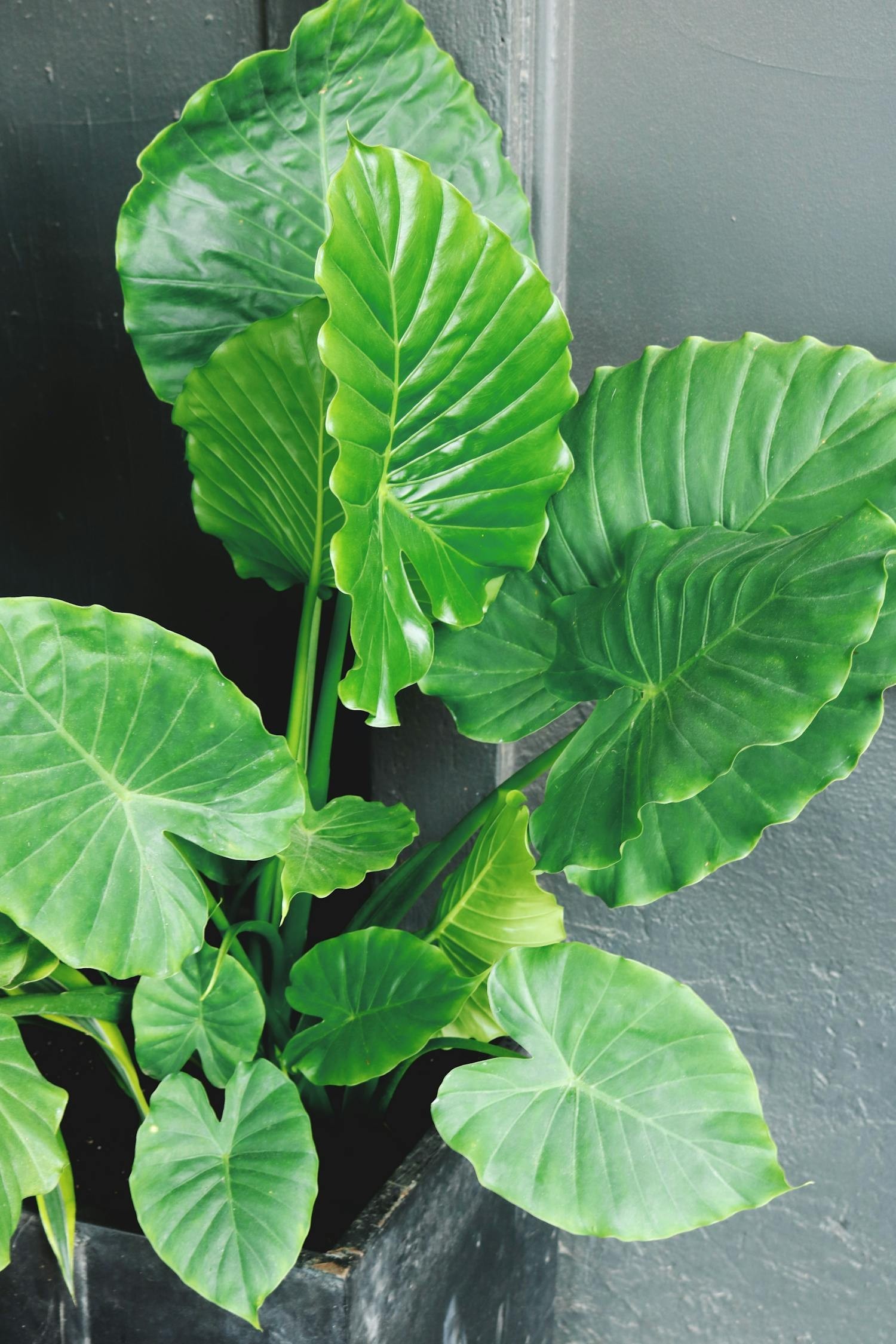 觀賞魚綠植店名（觀賞魚綠植店名大全）