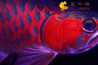 除了玻璃還有什么可以做魚缸：陶瓷魚缸制作教程】魚缸制作設(shè)計圖自制魚缸方法詳解