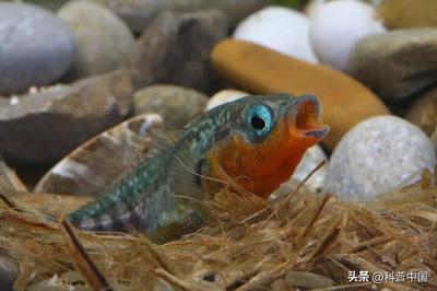 豬鼻龜是保護動物嗎為什么不能吃東西呢(豬鼻龜是保護動物嗎?) 豬鼻龜是保護動物嗎為什么不能吃東西呢(豬鼻龜是保護動物嗎?) 豬鼻龜百科 第2張