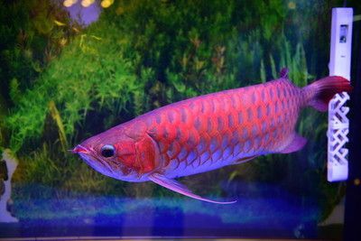 銀龍魚和什么魚混養好一點呢視頻(銀龍魚和什么魚混養好一點呢視頻講解) 銀龍魚百科 第1張 銀龍魚和什么魚混養好一點呢視頻(銀龍魚和什么魚混養好一點呢視頻講解) 銀龍魚和什么魚混養好一點呢視頻(銀龍魚和什么魚混養好一點呢視頻講解) 銀龍魚百科 第1張