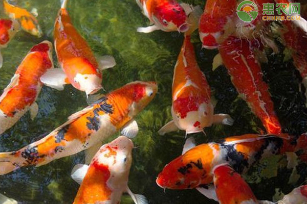 玻璃魚缸可以打孔嗎視頻：玻璃魚缸可以打孔嗎？
