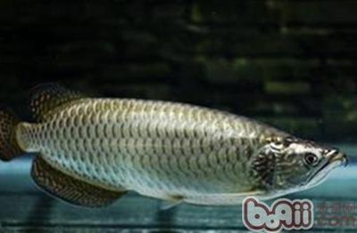 虎魚的飼養技術：虎魚壽命因品種、生活環境和飼養方式等因素有所不同