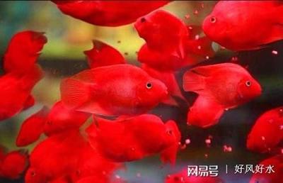 銀龍魚(yú)和翹嘴魚(yú)的區(qū)別圖片(銀龍魚(yú)的種類(lèi)和區(qū)別圖片)