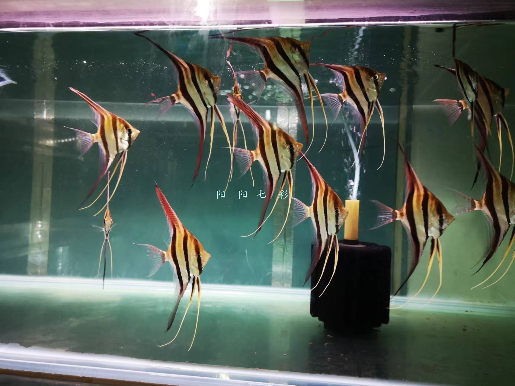 龍魚怎樣定期檢疫的vs祥龍魚場(chǎng)：祥龍魚場(chǎng)在亞洲水域中廣泛養(yǎng)殖的觀賞魚的健康和品質(zhì)