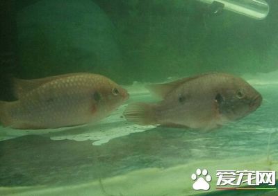龍魚一天要開多久燈vs祥龍魚場：龍魚一天要開多久燈的問題